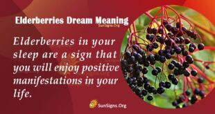 Elderberries Dream Meaning