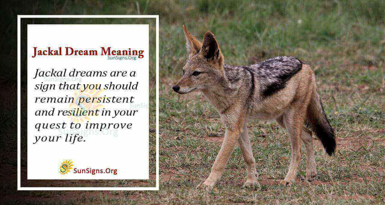 Seeing A Jackal In Your Dream Meaning Interpretation And Symbolism 