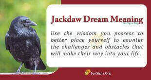 Jackdaw Dream Meaning