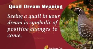 Quail Dream Meaning