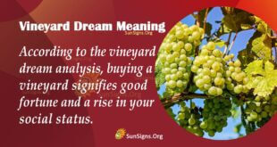 Vineyard Dream Meaning