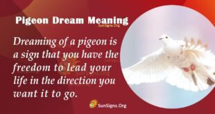 Pigeon Dream Meaning