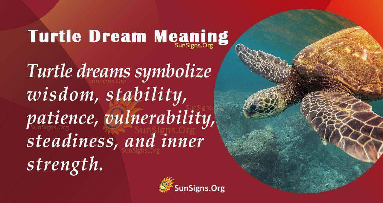 Dreams About A Turtle Meaning Interpretation And Symbolism 