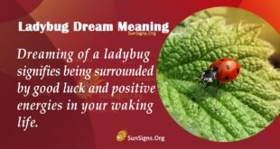 Ladybug Dream Meaning