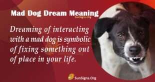 Mad Dog Dream Meaning