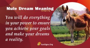 Mule Dream Meaning