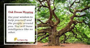 Oak Dream Meaning