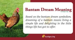 Bantam Dream Meaning