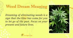 Weed Dream Meaning