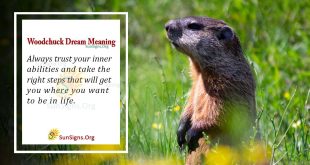 Woodchuck Dream Meaning