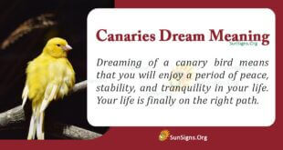 Canary Dream Meaning