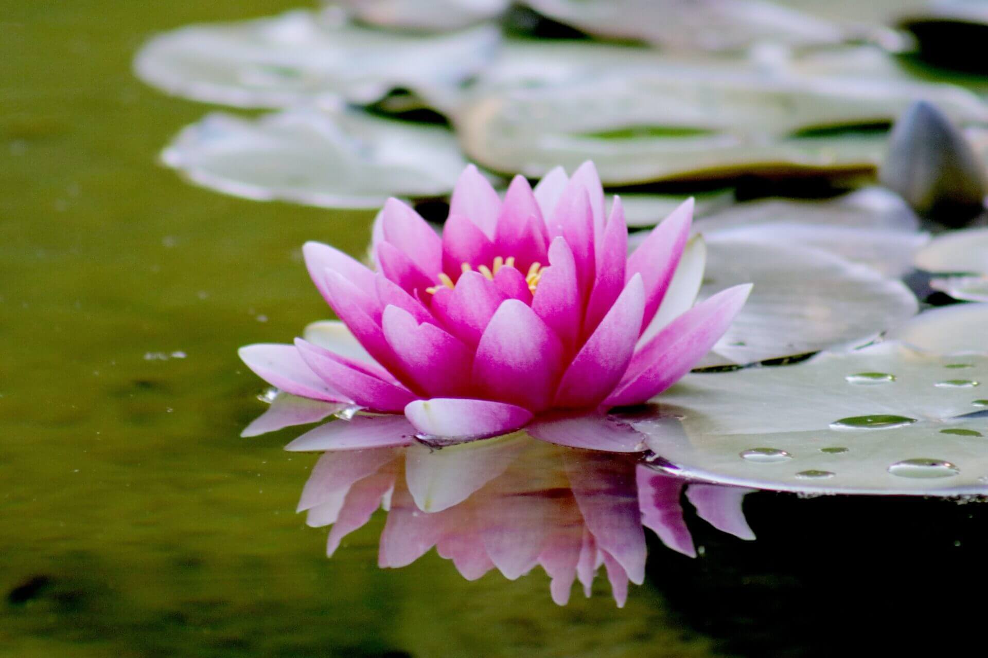 Importance Of Lotus Symbol in Feng Shui - SunSigns.Org