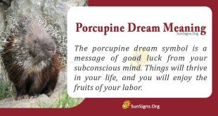 Porcupine Dream Meaning