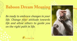 Baboon By Dream Meaning