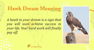 Hawk Dream Meaning