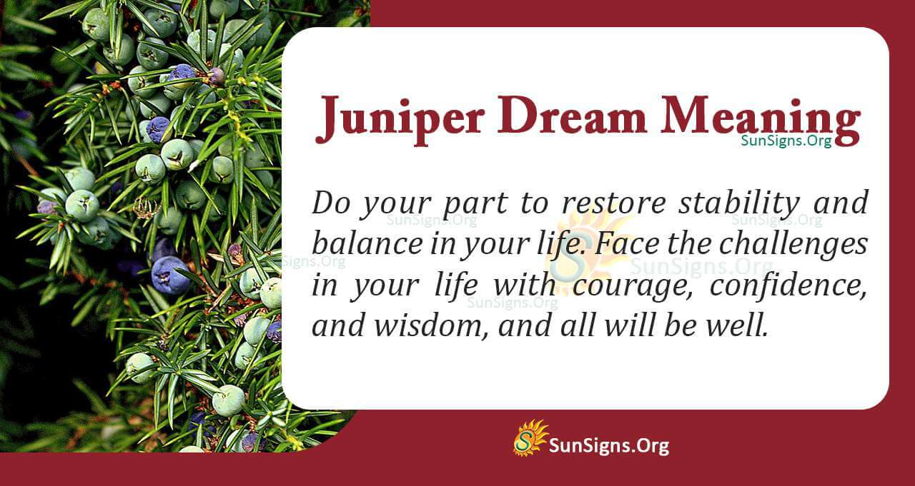 dream-meaning-of-juniper-interpretation-and-symbolism-sunsigns-org