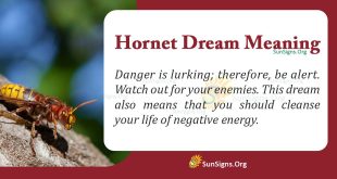 Hornet Dream Meaning