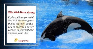 Killer Whale Dream Meaning