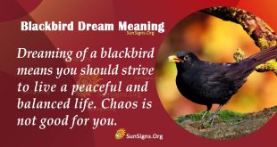 Blackbird Dream Meaning