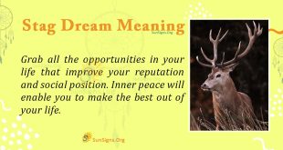 Stag Dream Meaning