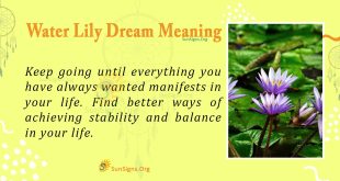 Water Lily Dream Meaning