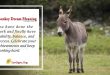 Donkey Dream Meaning