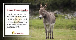 Donkey Dream Meaning