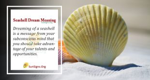 Seashell Dream Meaning