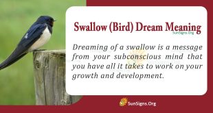 Swallow(Bird) Dream Meaning