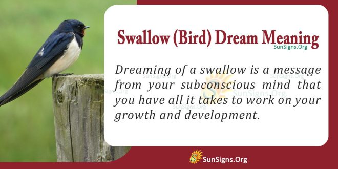 Swallow(Bird) Dream Meaning