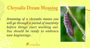 Chrysalis Dream Meaning